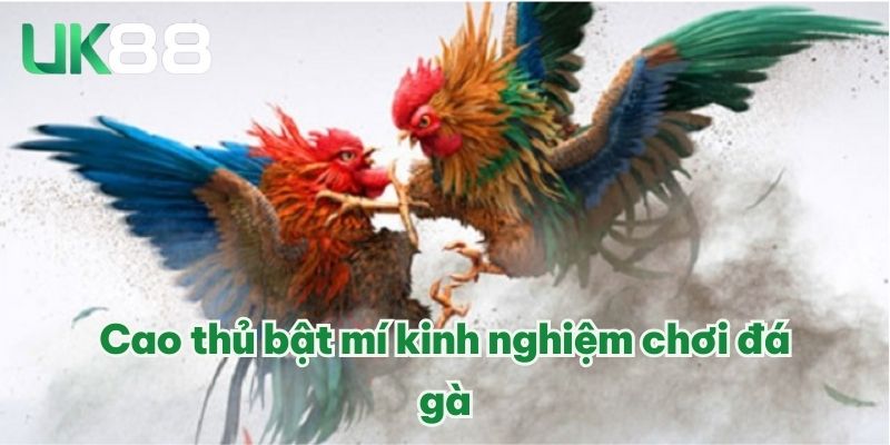 AOG Đá Gà | Trường Gà Uy Tín Số 1 Thị Trường Châu Á 2025 4 Cao thủ bật mí kinh nghiệm chơi đá gà