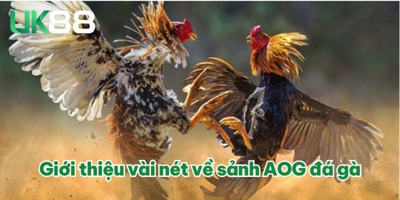 AOG Đá Gà | Trường Gà Uy Tín Số 1 Thị Trường Châu Á 2025 2 Giới thiệu vài nét về sảnh AOG đá gà