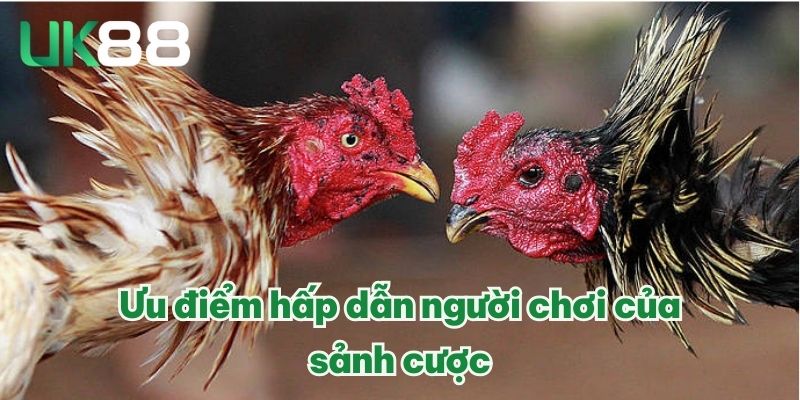 AOG Đá Gà | Trường Gà Uy Tín Số 1 Thị Trường Châu Á 2025 3 Ưu điểm hấp dẫn người chơi của sảnh cược